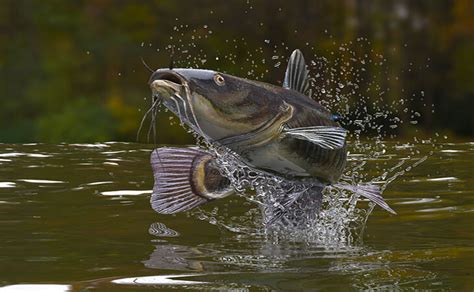 Mastering the Art of Fishing with Magic Bait Catfish